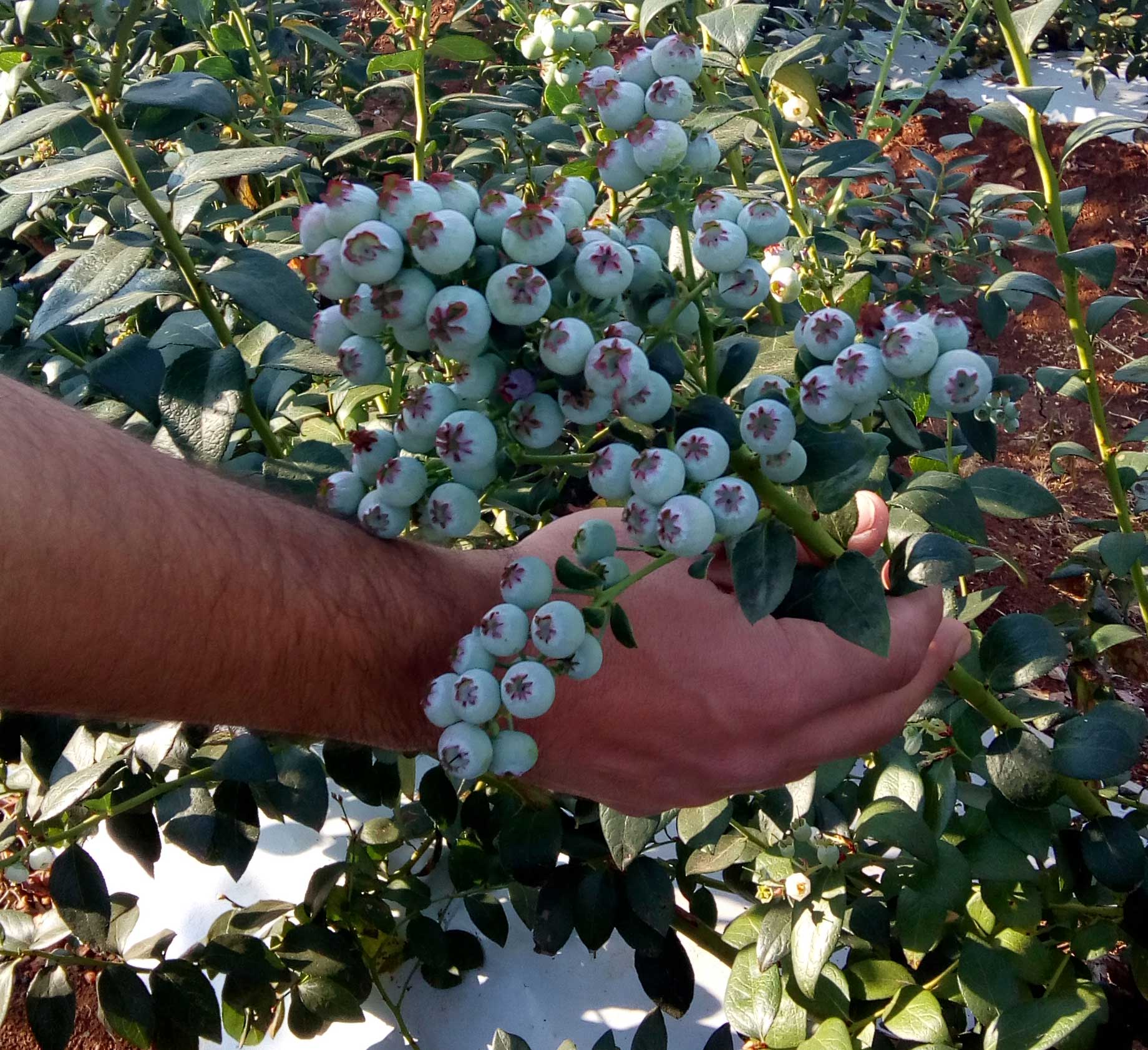 Mexico Jumbo Blueberry – FattFruits